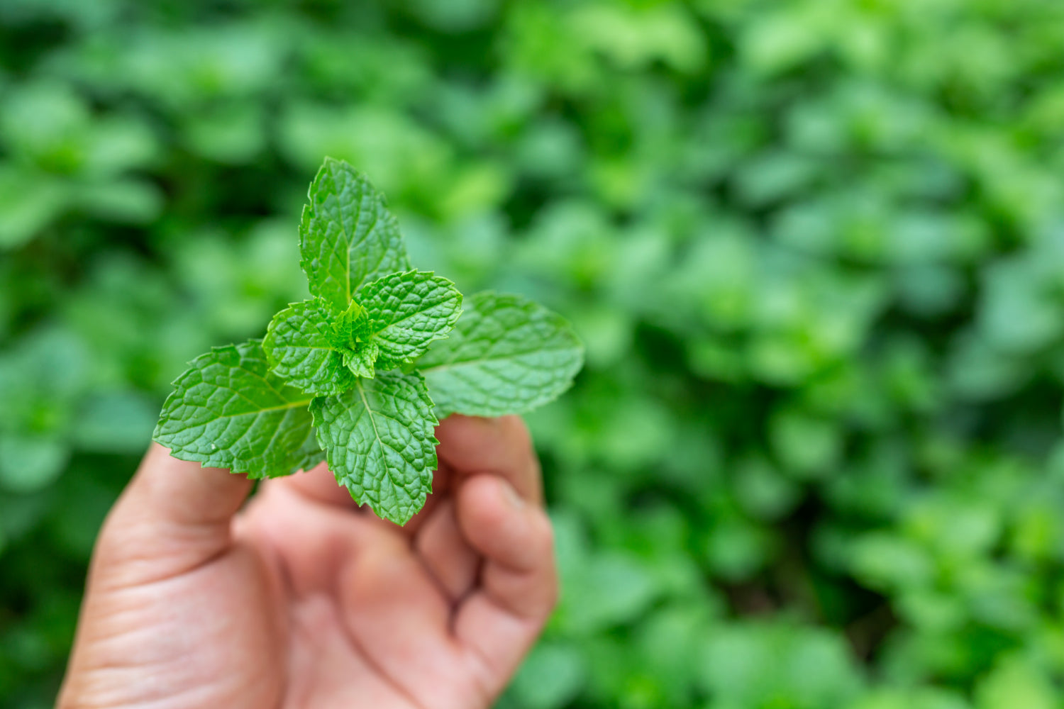 The Refreshing Power of Peppermint